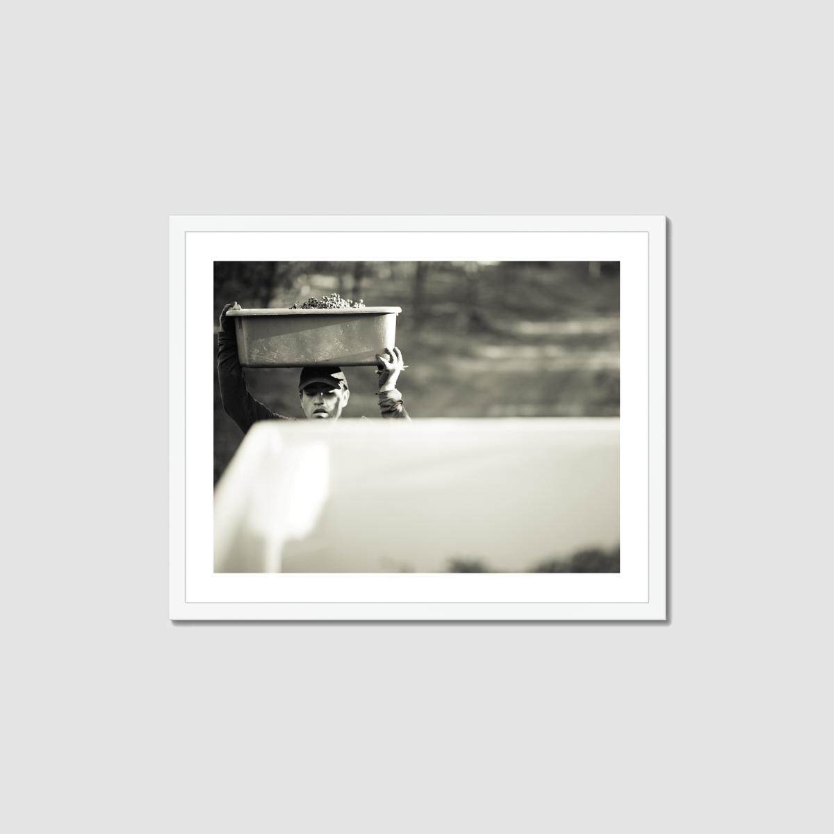 Harvest Morning Framed Print