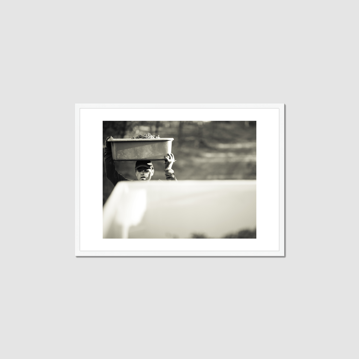 Harvest Morning Framed Print