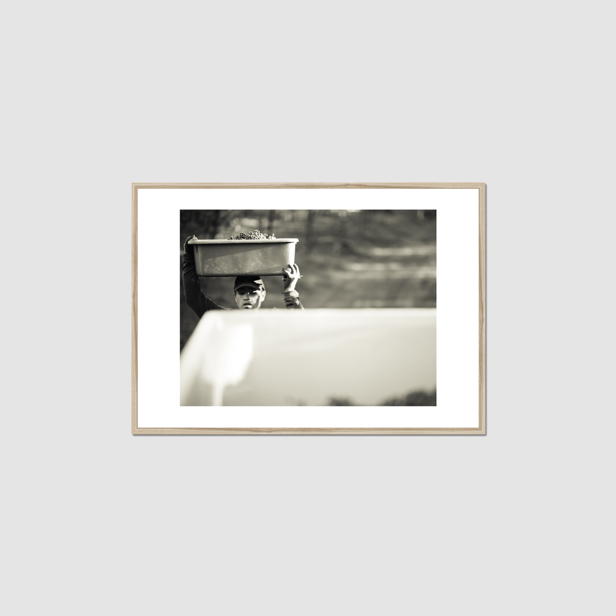 Harvest Morning Framed Print